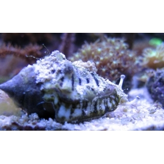 Улитка Стромбус. Strombus urceus