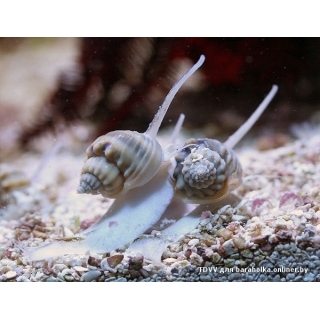 Песчаная улитка нассариус. Nassarius