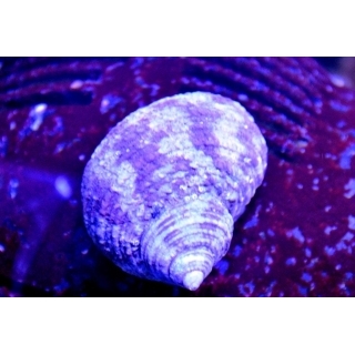 Турбо- улитка водорослеед. Littorina littorea