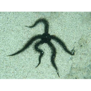 Офиура черная. Ophiocoma echinata.