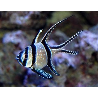 Тюлевый апогон. Pterapogon kauderni. Размер M, 3-4 см