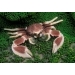 Краб анемоновый пятнистый. Neopetrolisthes maculatus.