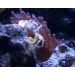 Краб анемоновый пятнистый. Neopetrolisthes maculatus.