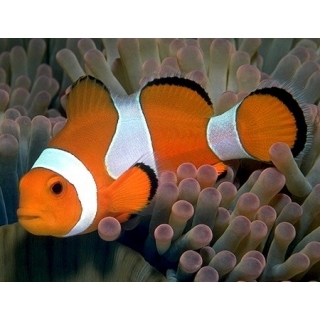 Клоун оцеллярис. Amphiprion ocellaris. Размер M. 2-3 см