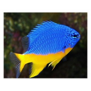 Хризиптера желтобрюхая. Chrysiptera hemicyanea.