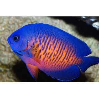 Центропиг биспинозус. Centropyge bispinosa.