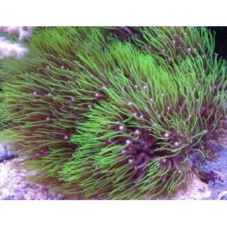 Пахиклавулярия. Pachyclavularia. Размер S