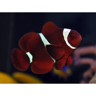 Клоун премнас мавританский. Premnas biaculeatus. Размер M