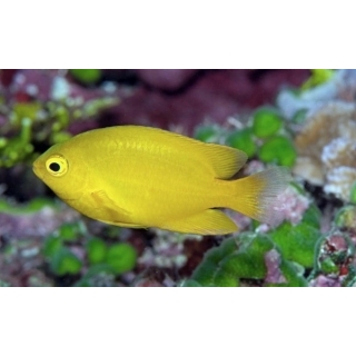 Помацентрус лимонный. Pomacentrus moluccensis.