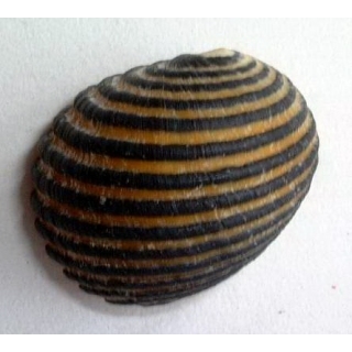 Улитка Нерита. Nerita undata.