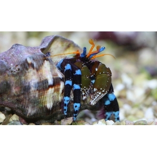 Рак-отшельник голубоногий. Calcinus elegans.