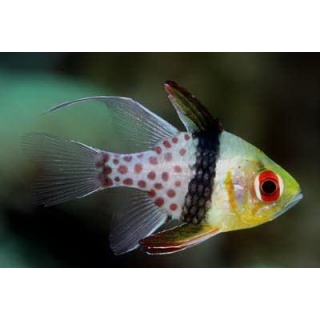 Сферомия пятнистая. Sphaeramia nematoptera.