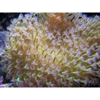 Саркофитон. Sarcophyton. Размер M