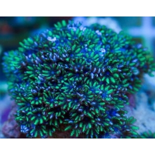 Симподиум - Sympodium. Размер S