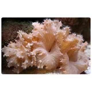 Синулярия ушастая - Sinularia dura. Размер S