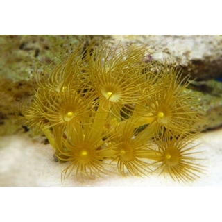 Паразоантусы желтые. Parazoanthus. Размер S