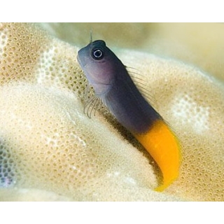 Собачка биколор. Ecsenius bicolor.