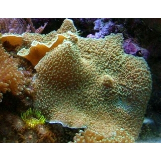 Родактис. Rhodactis mussoides