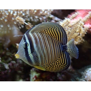 Парусная зебрасома. Zebrasoma desjardinii. Размер M (5-7 см).