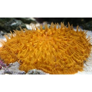 Фунгия - Fungia, размер S