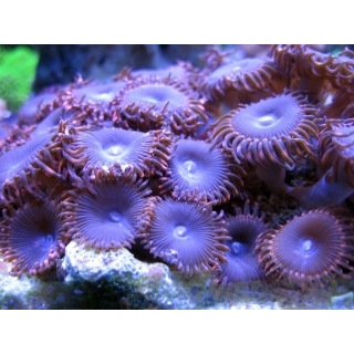 Палитоя. Palythoa sp. Размер S