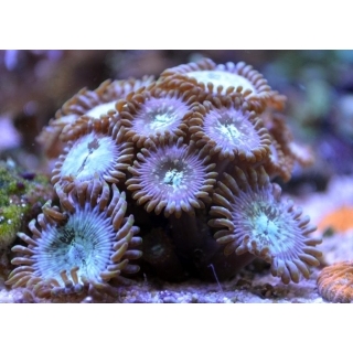 Палитоя. Palythoa sp. Размер S