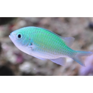 Хромис сине-зеленый, Chromis viridis