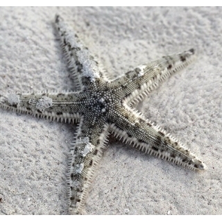 Песчаная звезда. Archaster typicus