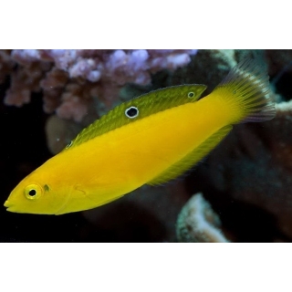 Тамарин желтый, Halichoeres chrysus