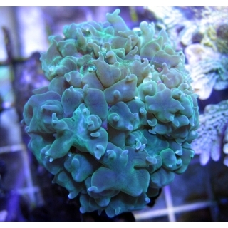 Физогира Лихтенштейна, Physogyra lichtensteini