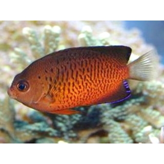 Центропиг ферругатус. Centropyge ferrugata.