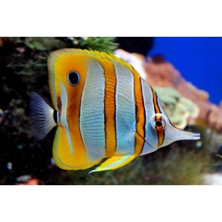 Рыба-бабочка хелмон, Chelmon rostratus. Размер M (5-7 см)