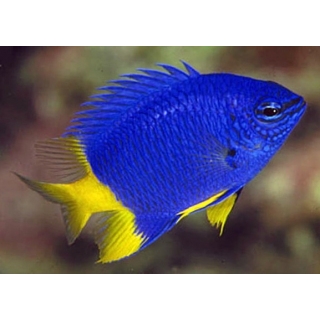 Хризиптера желтохвостая, Chrysiptera parasema.