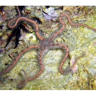 Офиура офиомастикс аннулоза, Ophiomastix annulosa.