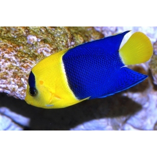 Центропиг биколор. Centropyge bicolor