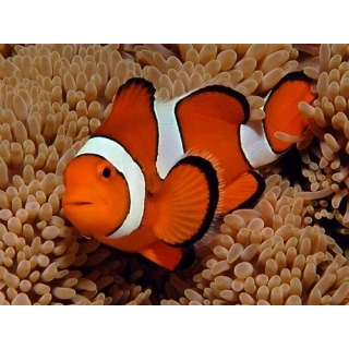 Клоун перкула. Amphiprion percula. Размер S