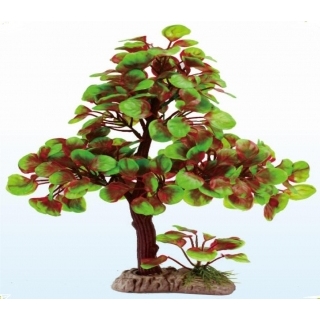 Дерево бонсай Дерево бонсай