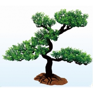 Дерево бонсай Дерево бонсай