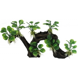 Коряга с анубиасами Коряга с анубиасами