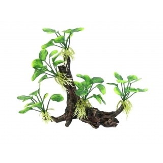 Коряга с анубиасами Коряга с анубиасами