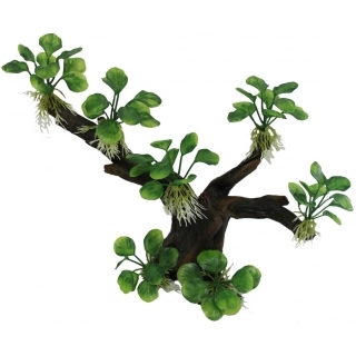 Коряга с анубиасами Коряга с анубиасами