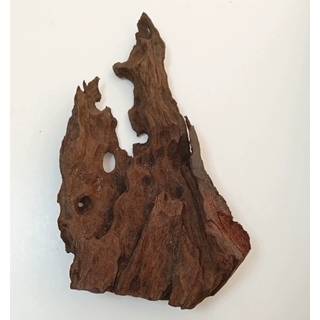 Коряга мангровая