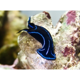 Синеполосая хелидонура. Chelidonura varians