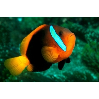 Клоун меланопус. Amphiprion melanopus, Размер M