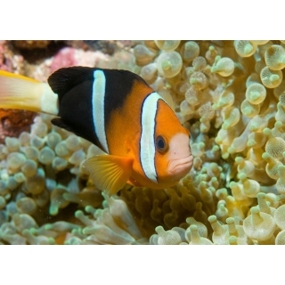 Клоун Кларка. Amphiprion clarkii, Размер S (2-3 см)