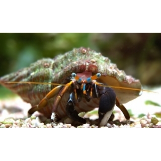 Рак-отшельник. Calcinus laevimanus