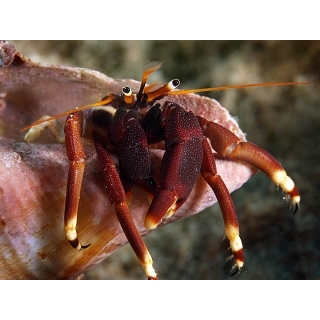 Рак-отшельник. Calcinus tibicen