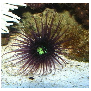 Цериантус мембранацеус - Cerianthus membranaceus, размер M