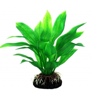 Эхинодорус американский 15см