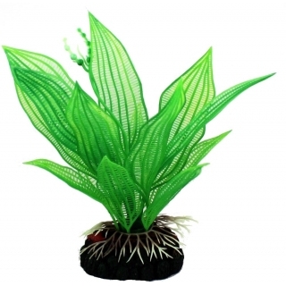 Эхинодорус аргентинский 15см